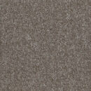 Encounter - Shorebird